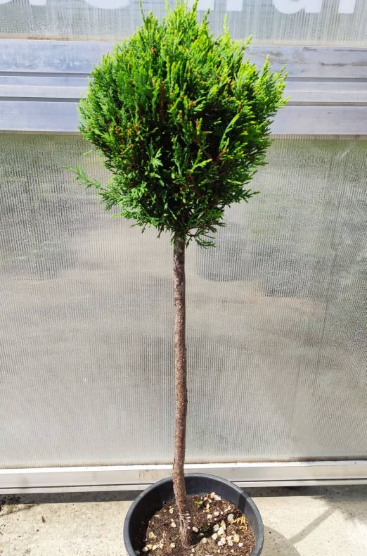 Cupressus leylandii ball 80cm kmeň